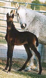 Ahmeds Aamala & her dam, Almoraima Ceniza - c  Diana Johnson photo 1996