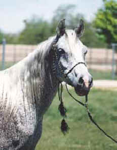 Almoraima Ceniza - c  Diana Johnson photo 1998