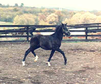 Amloraima Ceniza -  c  Diana Johnson photo 1989