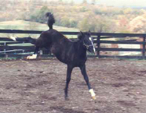 Almoraima Ceniza in flight- c  Diana Johnson photo 1989 