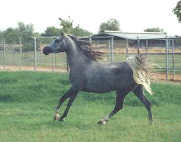 Almoraima Ceniza - c  Diana Johnson photo 1993