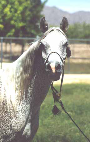 Almoraima Ceniza - c  Diana Johnson 1998