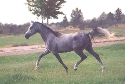 Almoraima Ceniza - c  Diana Johnson photo 1993