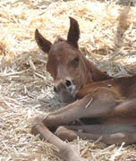 (Bedu Sabir x Charabs Sharifa) foaled March 9, 2007