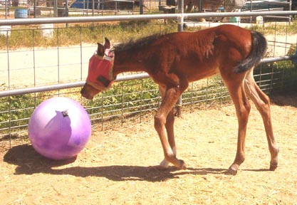 Playing with her ball at 9 days cute.