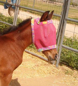 She is 4 days old and wearing her first flymask.  She likes the sixties tie dye look!