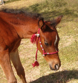 Wearing her Sunday best halter