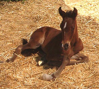 At six hours old  -  2003 Diana Johnson photo