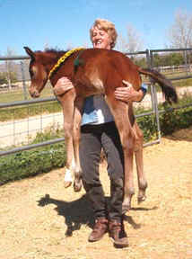 Our neighbor Brenda demonstrates a "dominance lift" at 6 days old. Brenda is very tough and strong as it took a couple minutes to get this photo and she's still smiling! Also keep in mind the filly was 100 lbs at birth, 6 days earlier!