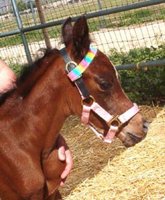 She is about 4 hours old and modeling on the famous "Pink Halter" that is known for bringing fillies to those who believe!