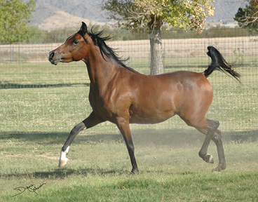 Khebirs Amira stirs up some dust showing off in pasture. -  September 2005 Diana Johnson photo