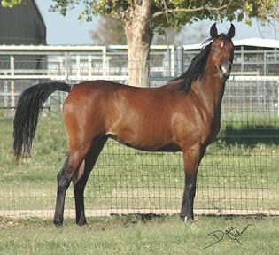 Khebirs Amira at 2 years old  - September 2005 Diana Johnson photo