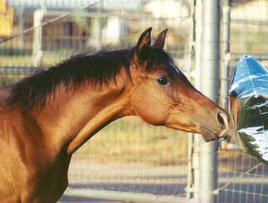 Khebirs Amira - full sister to Khebirs Kira -   September 2002 Diana Johnson photo