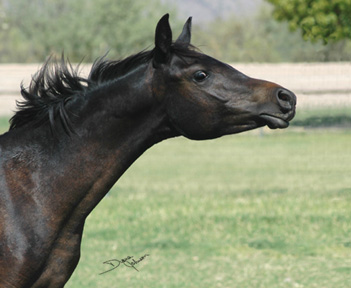 Khebirs Kira at 8 months old. She is a full sister to Khebirs Amira. - October 2005 Diana Johnson photo