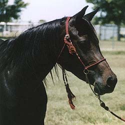 Dahma Saafada (Kamal Ibn Fabo X Masada Faadana) 1991 mare