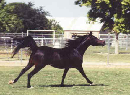 Dahma Saafada - c  Diana Johnson photo 1998