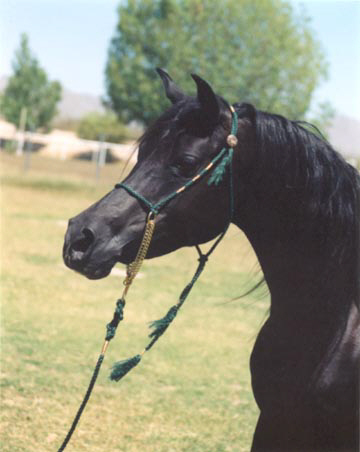 Masada Mishannah - 1997 Diana Johnosn Photo