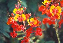 Mexican Bird of Paradise 