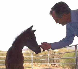 Nick King and Almoraima Alegria's 2002 filly by Bedu Sabir - Tammy Sandidge Photo