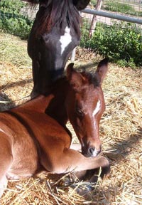 Bint Roulett and her 2003 Bedu Sabir filly at 24 hours.