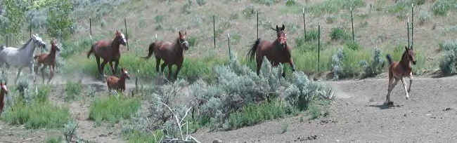 Mares and foals group photo taken by Sheila Harmon at Destiny Arabians in Eagle Idaho.
