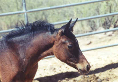 "Gem" showing off her pretty neck   -  June 2002 Diana Johnson photo