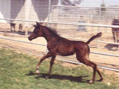 MK Serra Sabbah (Ibn Sabbah Bedu X AK Serramah) showing off her athletic side!  -  May 2002 Julie Maruyama Photo