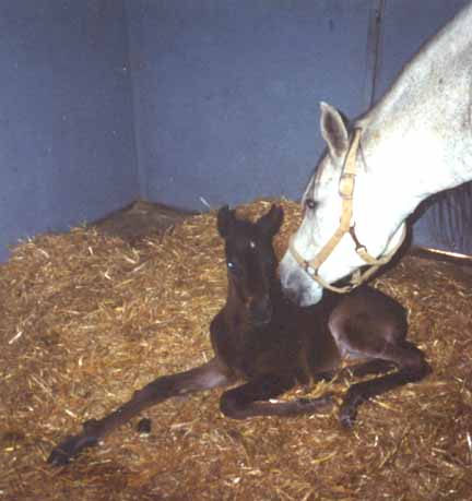 Newborn filly MK Serra Sabbah and her dam AK Serramah  -  Julie Maruyama Photo