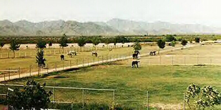 Our pastures looking North towards the White Tanks Mountains