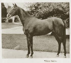 Bint Serra  -  photo from  The Royal Arabians of Egypt and the Stud of Henry Babson