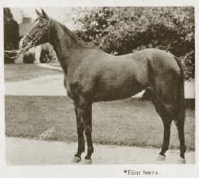 Bint Serra - photo from The Royal Arabians of Egypt and the Stud of Henry Babson