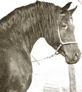 Fa-Serr - A Judy Forbis photo from her wonderful book  The Classicc Arabian Horse.