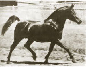 Fa-Serr trotting in the stallion paddocks at the Babson Farm.  Photographer not known.