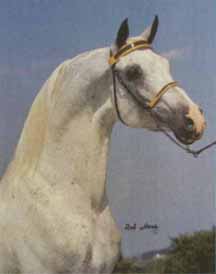 Faserouf  from  Arabian Horse Times February 1987 page 83