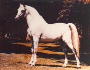 Ibn Fa-Serr - Polly Knoll Photo