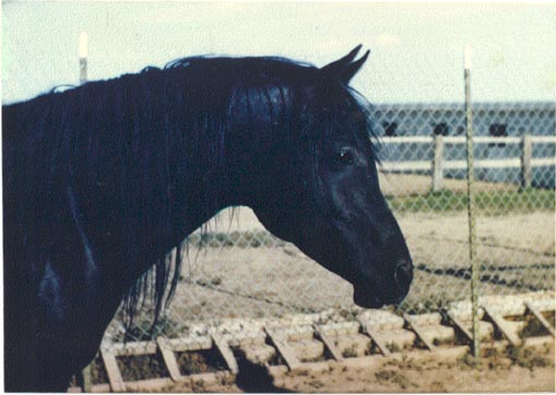 Negem - Judy Forbis photo