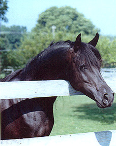 ASF Wadi  (El Reata Juan x Masada Mishannah)  Babson/Brown stallion.  Black is a very hard color to photograph.  A black horse often becomes a silhouette -  Diana Johnson photo