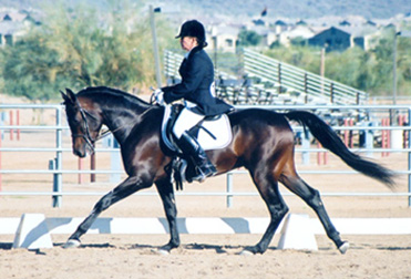 Ahmed Fabo (Ahmed Fabah  x  Dahma Saafada)  1998 Babson stallion, 2003 USA Equestrian Reg. 7 Dressage Horse of the Year-  2002 Diana Johnson photo