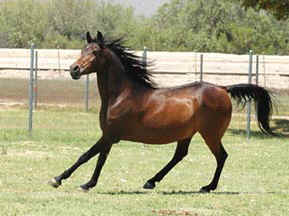 Almoraima Alegria (Midbar Fa Rabdan x Fa Mahrouf) 1992 Straight Babson mare owned by Elizabeth Dawsari  -  June 2005 Diana Johnson photo