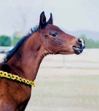 Fabah Serr - a 2001Babson colt.  Notice how the focal length setting blurs the fence and background.  The foral collar is used to keep the colt from leaving as well as adds a touch of color. - 2001 Diana Johnson photo