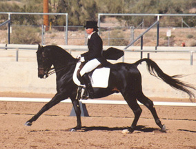 Ibn Sabbah Bedu+/  (Serabaar x Shar Sabbah) showing Prix St George dressage.  2001 Diana Johnson photo