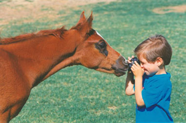 Khaadir Al Bahr (Bedu Sabir x AK Maaroufa) doing his best to fill  the viewfinder of Mark's camera!  A capable ears up person is needed here!