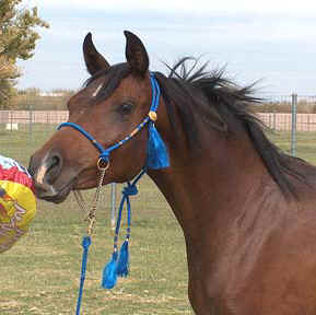 Yearling Babson filly Khebirs Amira investigating a mylar balloon.  She needs some mane taming to put those wild hairs to rest! - 2004 Diana Johnson photo