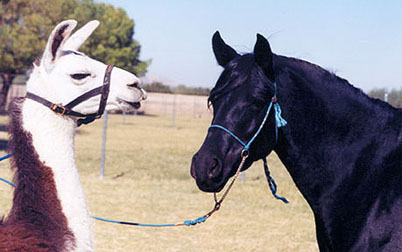 "Chico" and Masada Malina  -  Babson mare  - We used a neighbor's llama for ears up.  Malina was "llama broke" before this photo session was over. -  2002 Diana Johnson photo