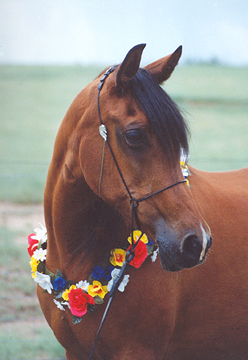 *Sabah El Kheir  -  note how setting the focal length to blur the background focuses the attention directly on the mare.  See your camera's manual to find out how to do this. -  Diana Johnson photo