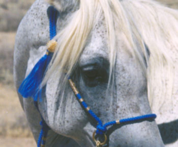 Hadba El Saghira ( Hallanny Mistanny X AK Shesarra)  an elegant desert beauty.  Note how so many elements, the mane, the gold on the halter and the halter tassel all lead you to notice the beauty of her eye. -  2003 Diana Johnson photo