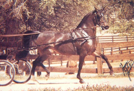 Roufah driving at Bentwood Farms - Johnny Johnston Photo