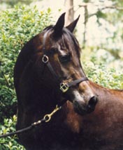 Serr Beth  in 1995 at twenty years old.  Photo by owner Robin Weeks.