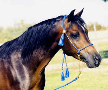 Abbas Ibn Lothar - August 2003 Diana Johnson photo