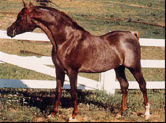 Lothar's gleaming roan coat shows in this photo of him as an aged stallion.